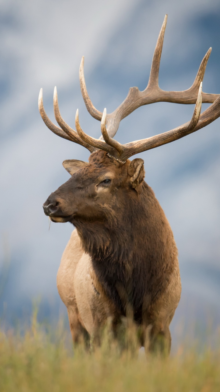 Обои живая природа, лось, олень, американский лось, Северный олень в разрешении 750x1334