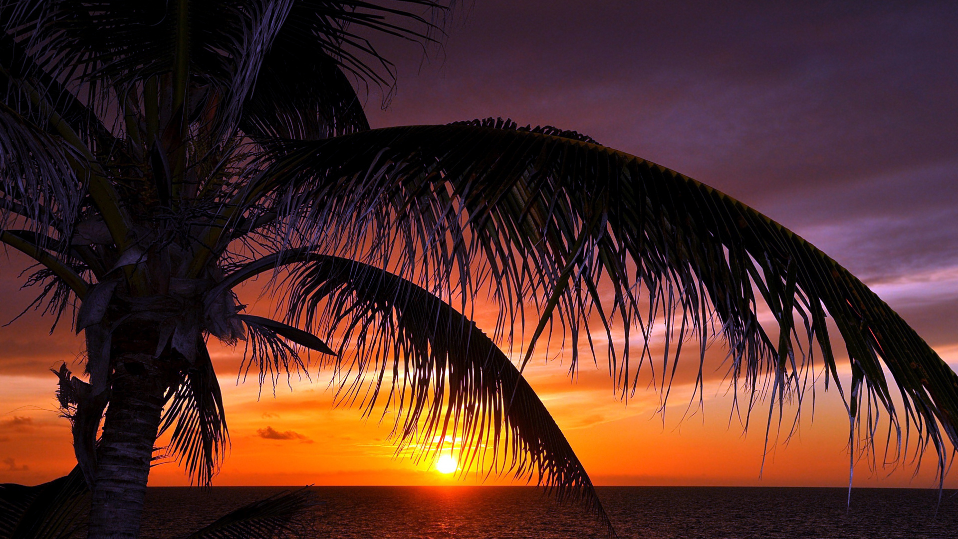Обои закат, море, горизонт, Пальма, сумрак в разрешении 1920x1080