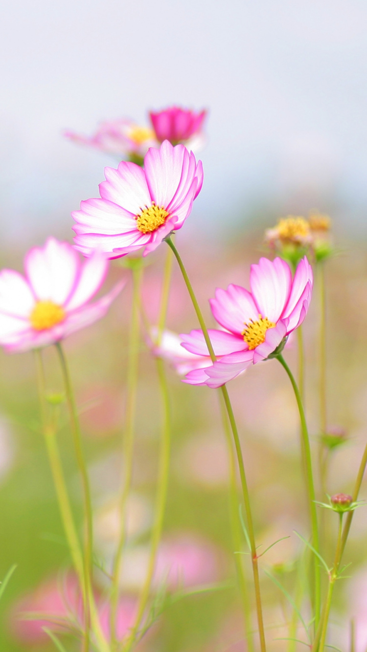 Обои цветковое растение, растение, лепесток, сад космос, розовый в разрешении 750x1334