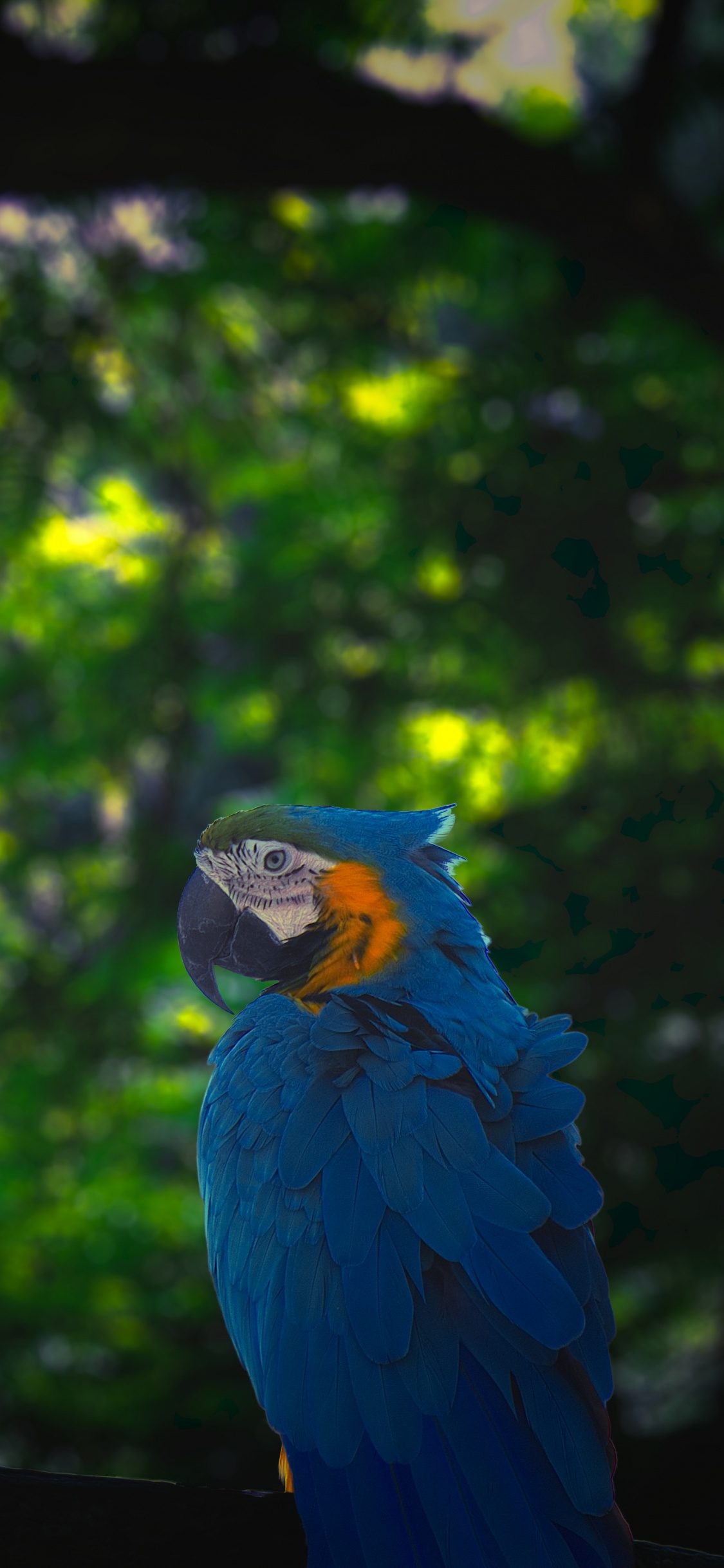 Обои попугай, Ара, зеленый, птица, окружающая среда в разрешении 1125x2436
