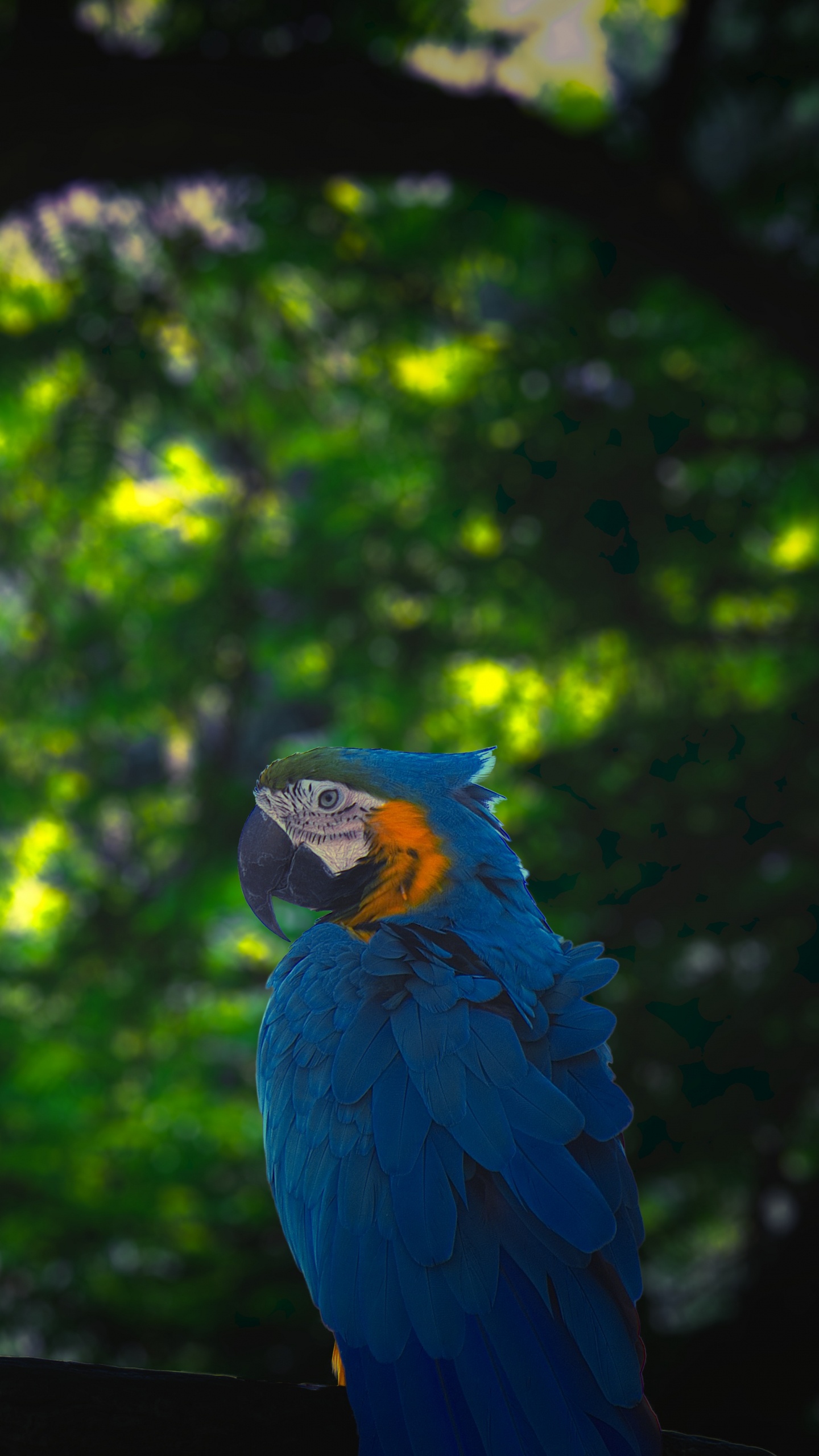 Обои попугай, Ара, зеленый, птица, окружающая среда в разрешении 1440x2560
