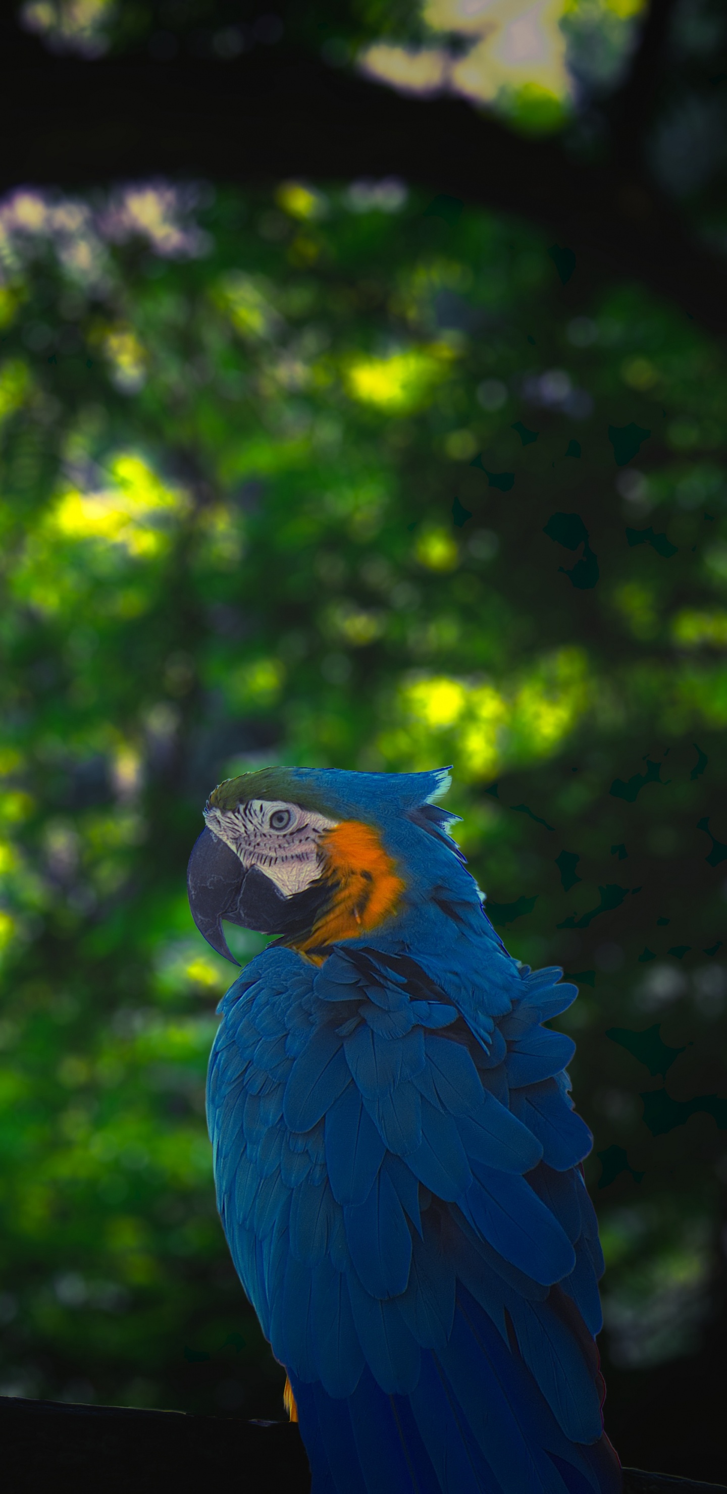 Обои попугай, Ара, зеленый, птица, окружающая среда в разрешении 1440x2960