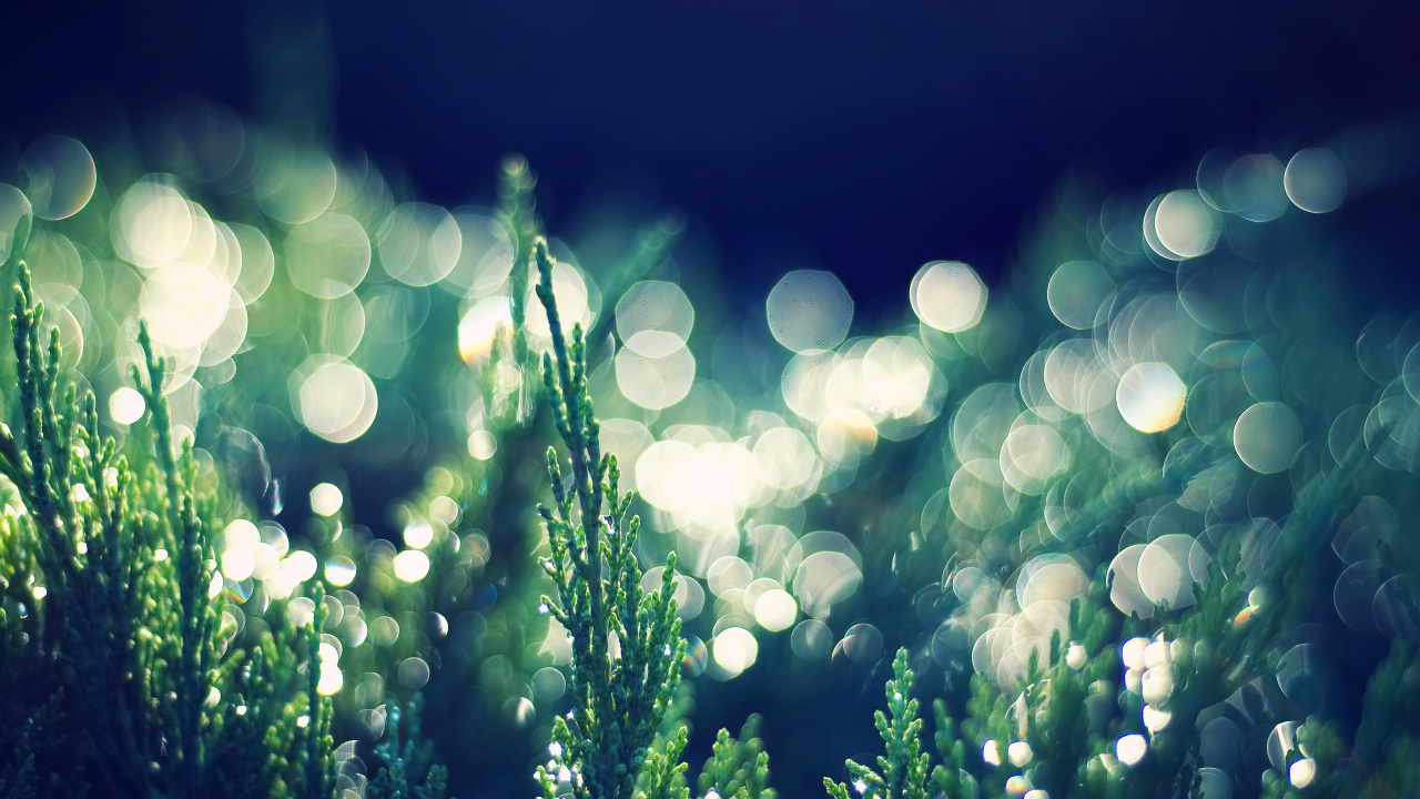 Обои боке, зеленый, вода, природа, свет в разрешении 1280x720