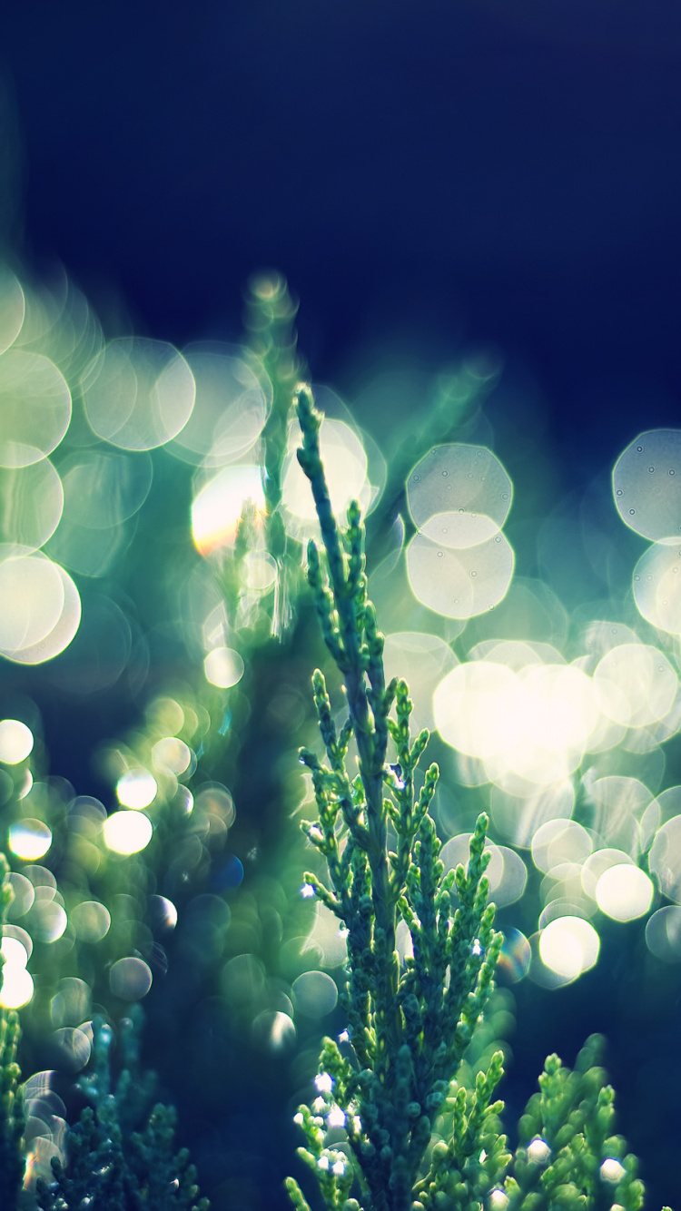 Обои боке, зеленый, вода, природа, свет в разрешении 750x1334