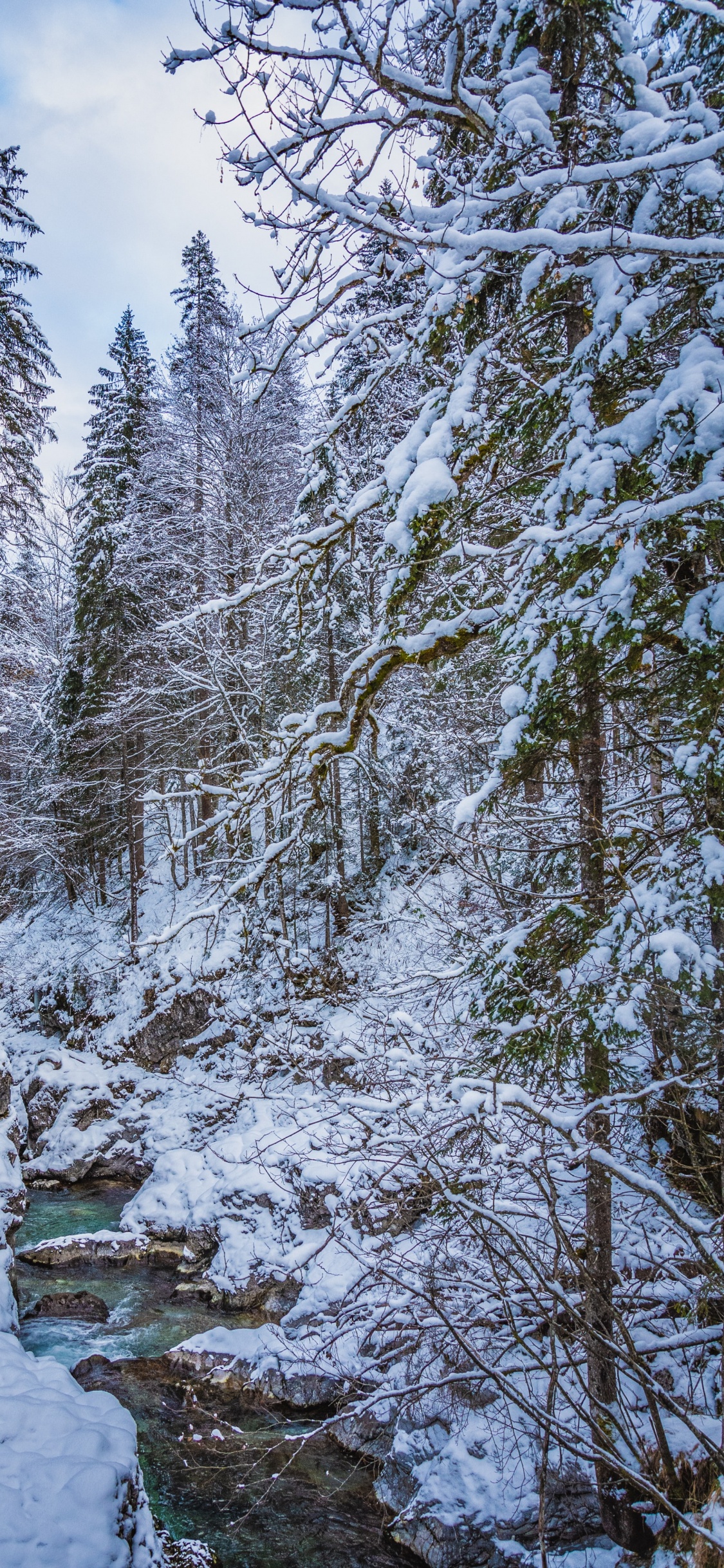 Обои снег, вода, облако, растение, природный ландшафт в разрешении 1125x2436