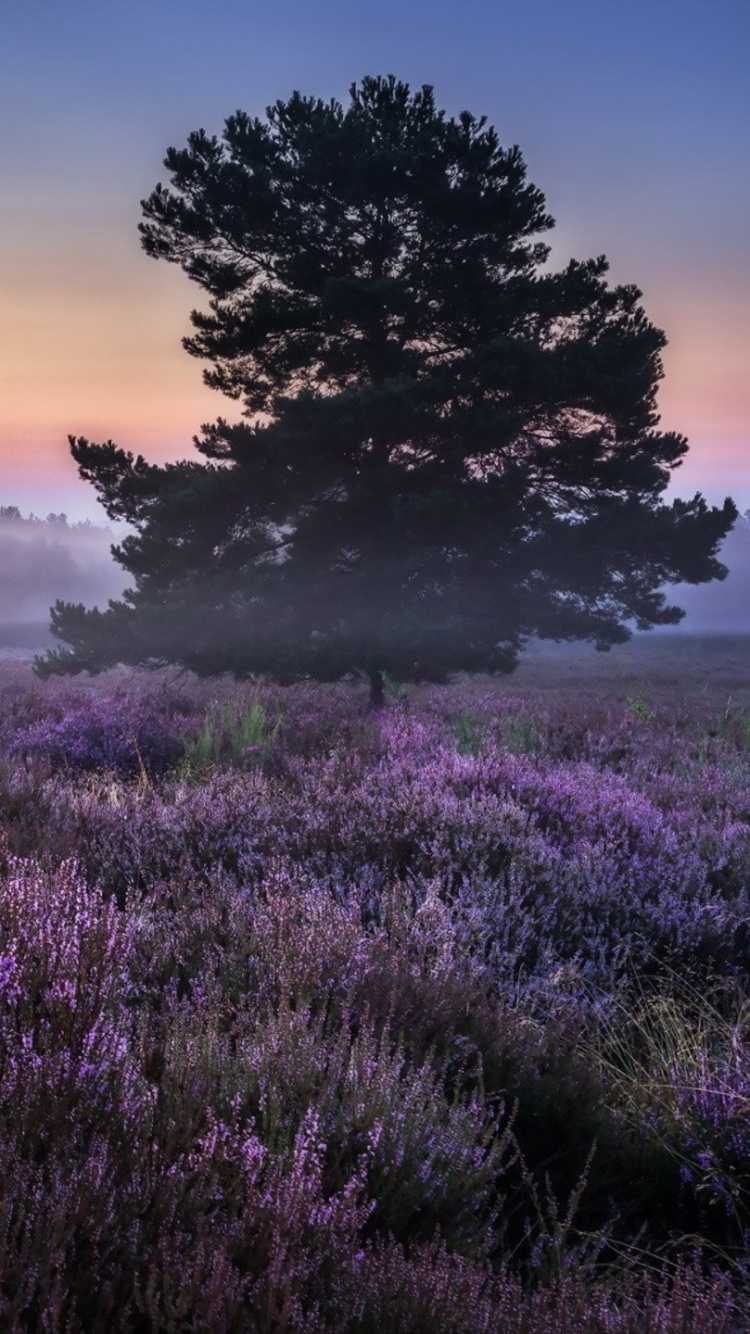 Обои пейзаж, утро, восход солнца, туман, рассвет в разрешении 750x1334