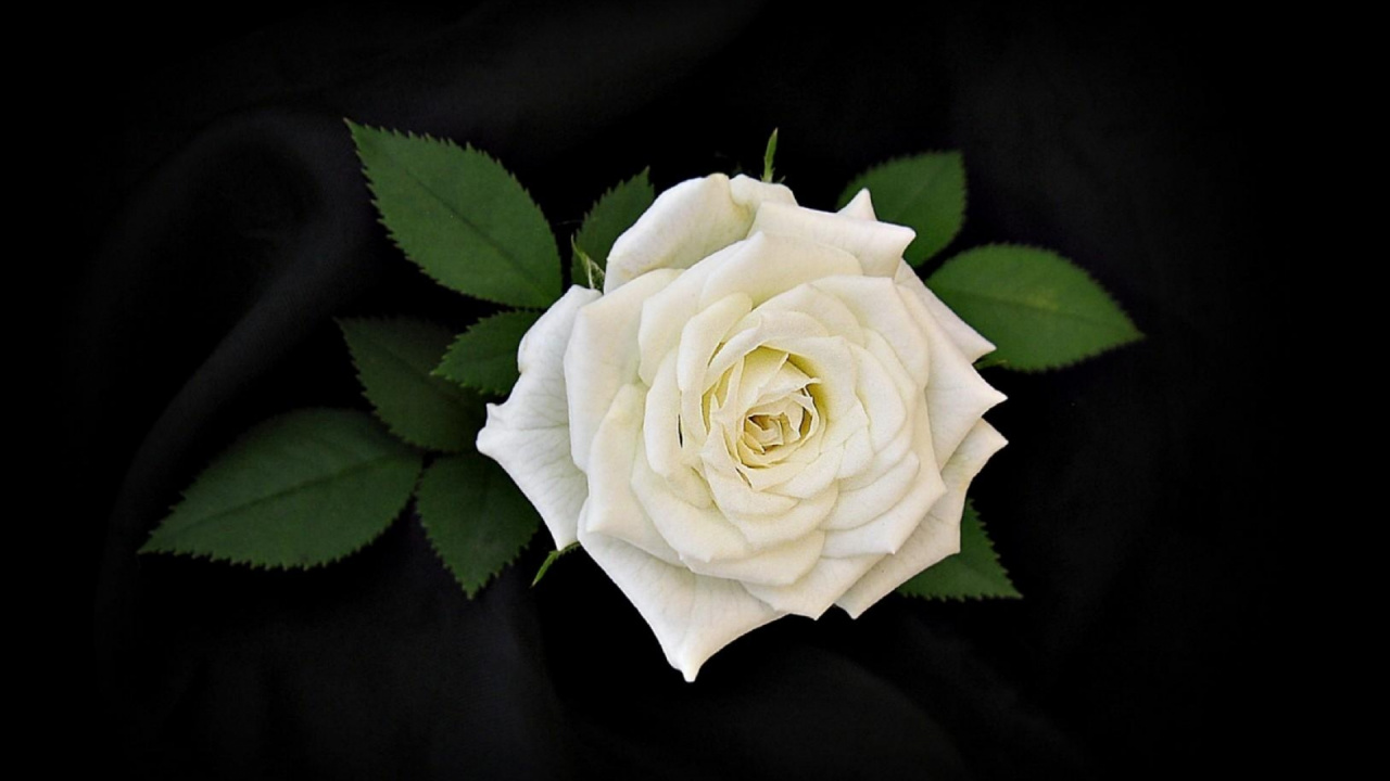 Обои Роза, белые, цветковое растение, сад роз, семья Роуз в разрешении 1280x720