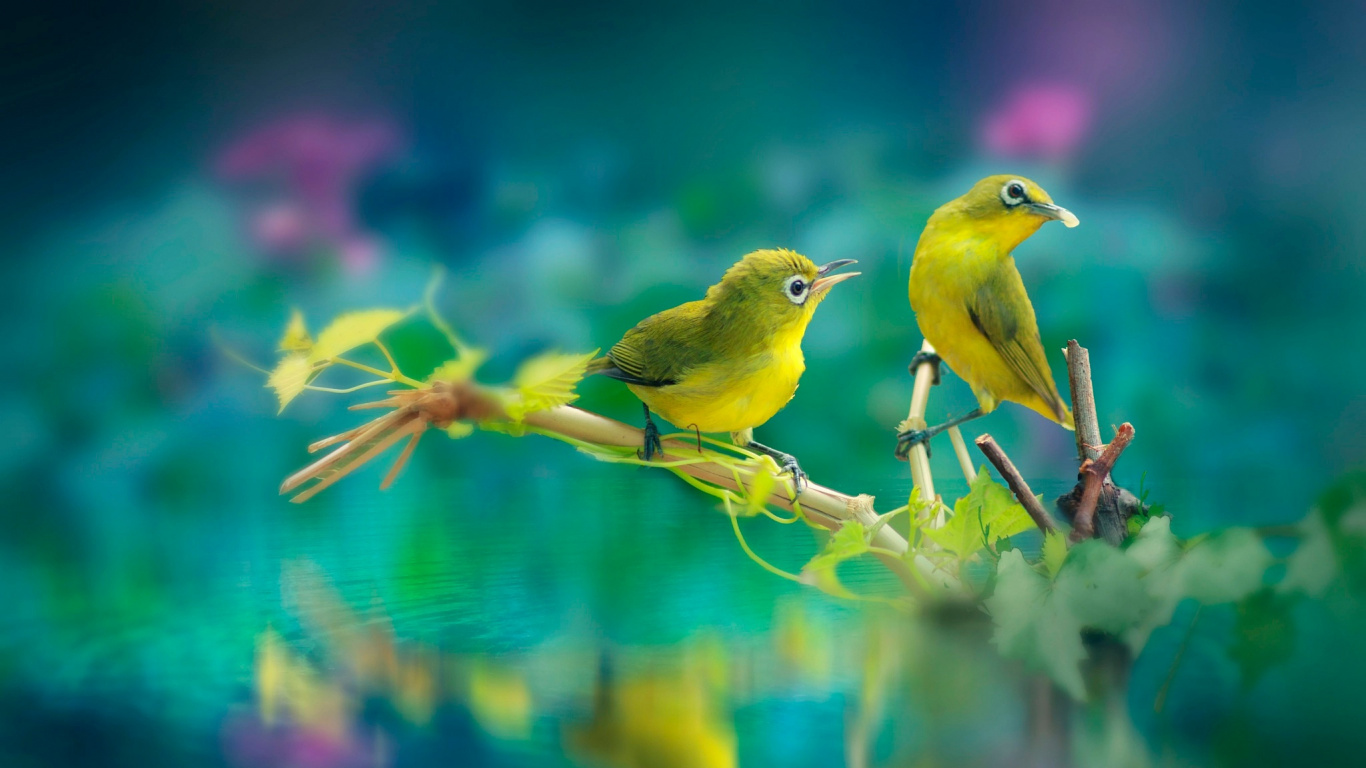 Обои красивая птица, птица, природа, желтый, клюв в разрешении 1366x768