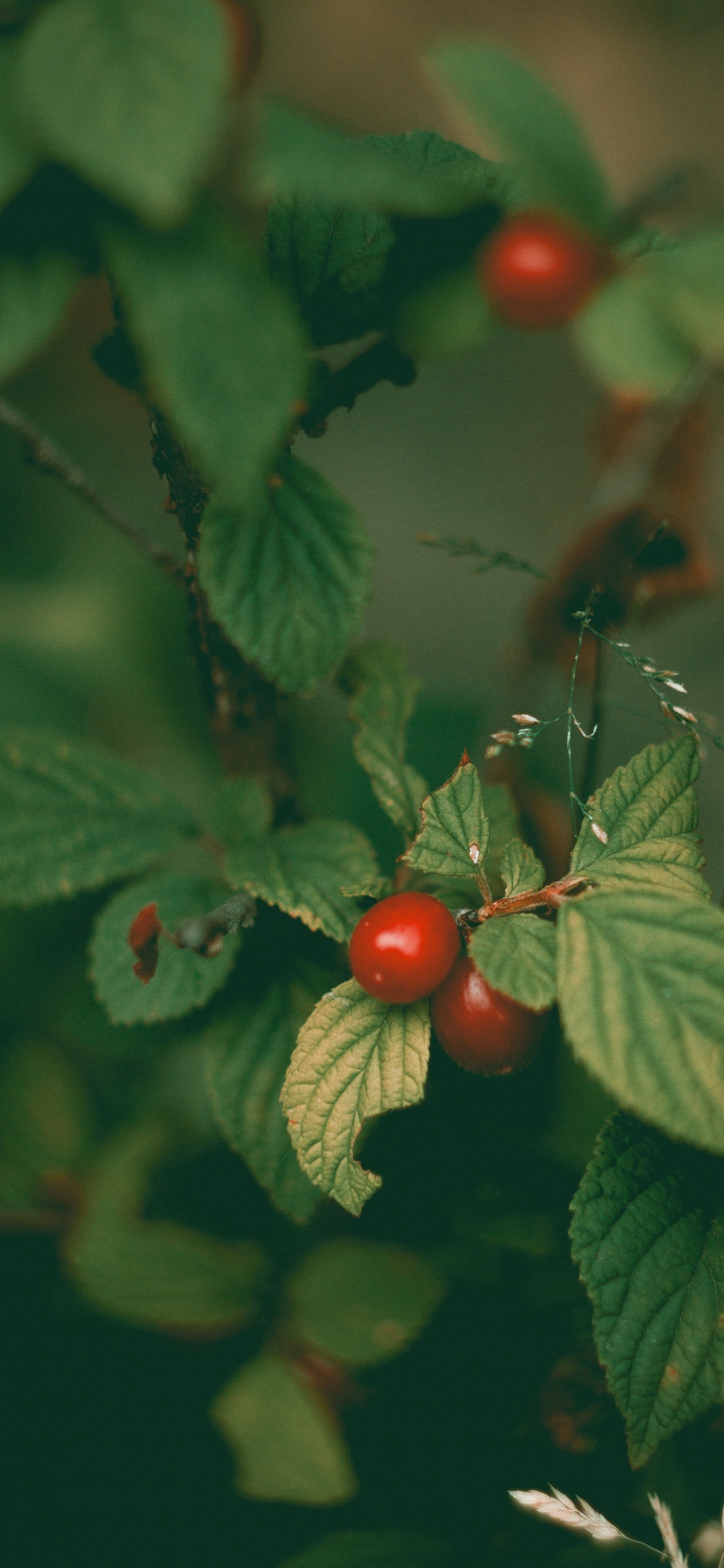 Обои фрукты, растение, цветок, цветковое растение, ягоды в разрешении 1125x2436