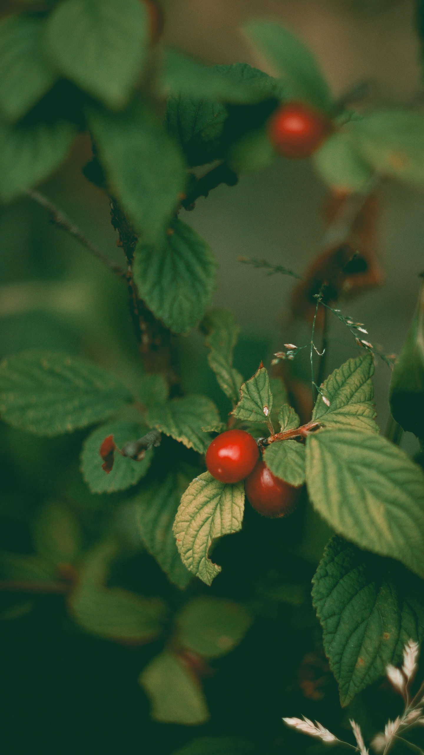 Обои фрукты, растение, цветок, цветковое растение, ягоды в разрешении 1440x2560