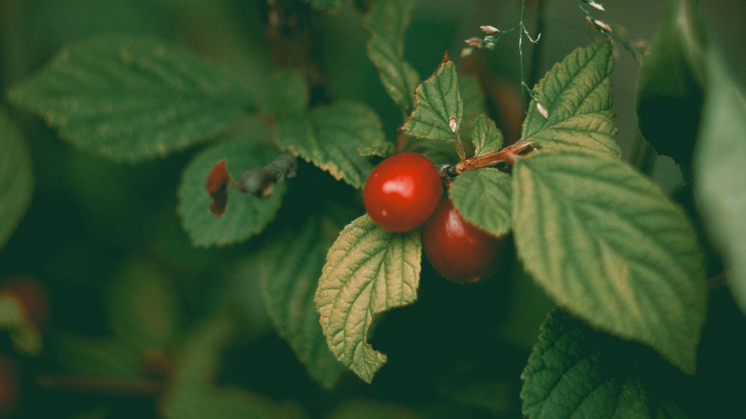 Обои фрукты, растение, цветок, цветковое растение, ягоды в разрешении 2560x1440