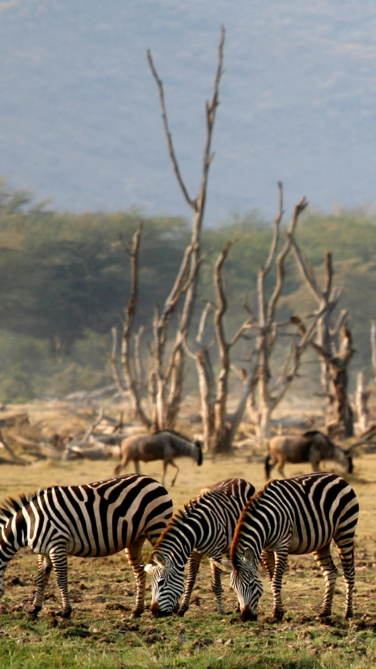 Обои Национальный Парк Озеро Маньяра, национальный парк, наземные животные, живая природа, Саванна в разрешении 750x1334