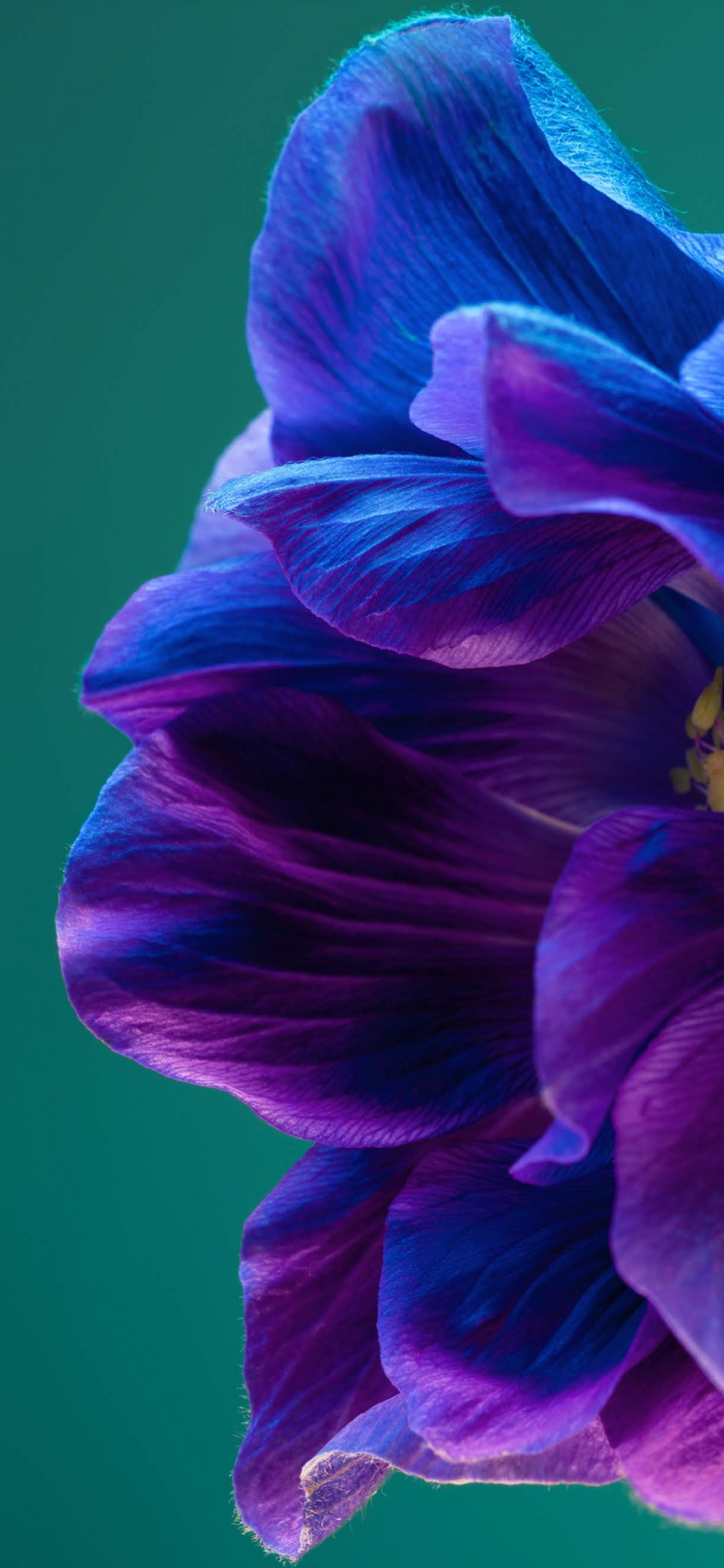 Обои Huawei, Huawei P40 Pro, huawei p40, смартфон, андроид в разрешении 1125x2436