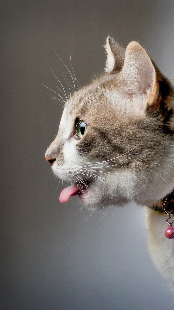 Обои котенок, Гавана Браун, эгейская кошка, американская жесткошерстная кошка, полосатый кот в разрешении 720x1280