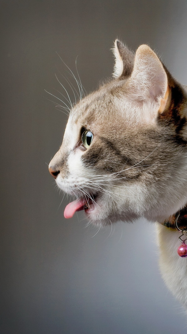 Обои котенок, Гавана Браун, эгейская кошка, американская жесткошерстная кошка, полосатый кот в разрешении 750x1334