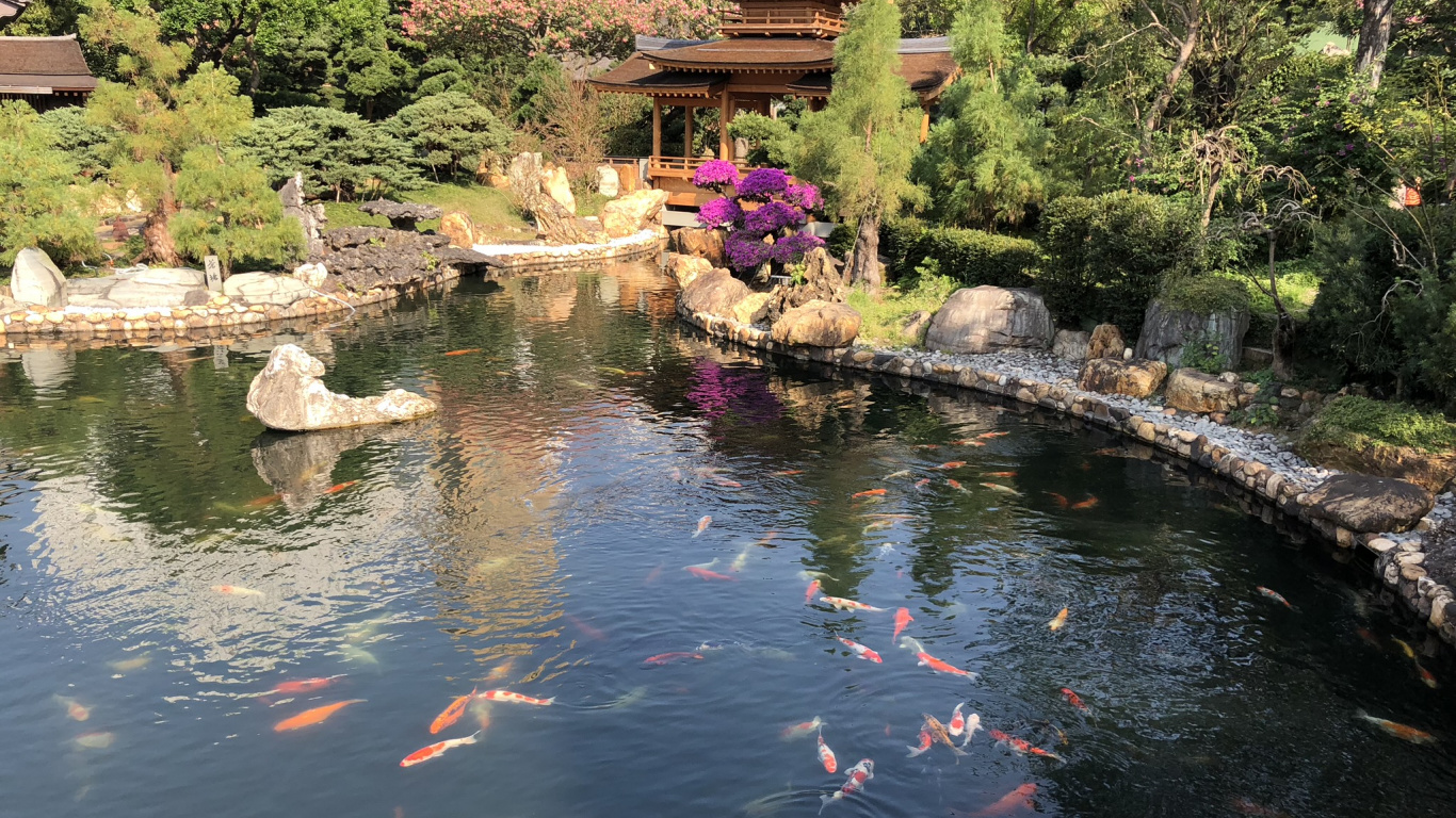 Обои отражение, водоток, сад, гидроресурсы, водные элементы в разрешении 1366x768