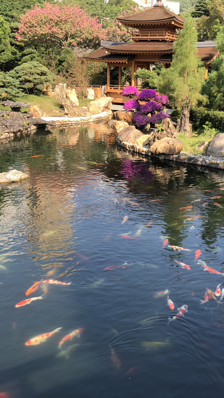 Обои отражение, водоток, сад, гидроресурсы, водные элементы в разрешении 750x1334