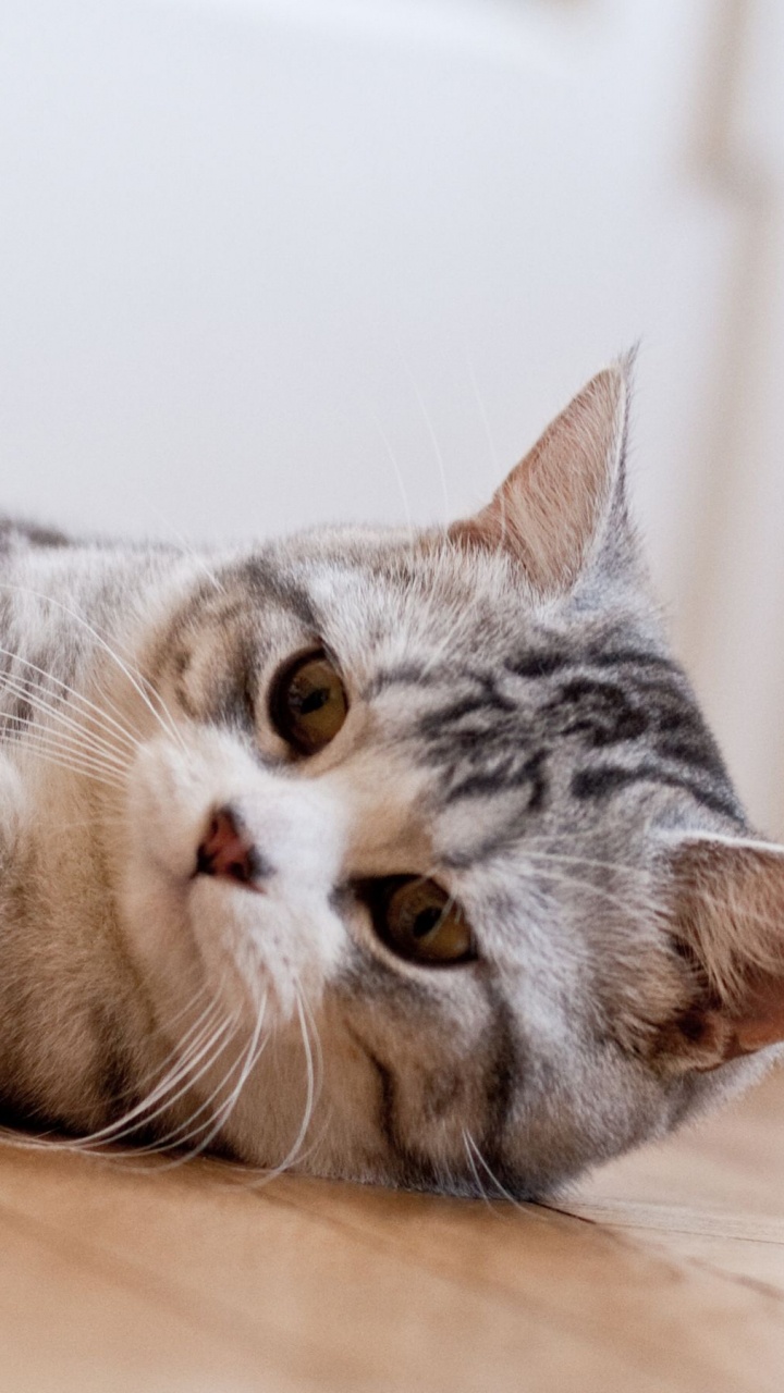 Обои шотландская вислоухая, американская короткошерстная, бакенбарды, котенок, пес в разрешении 720x1280