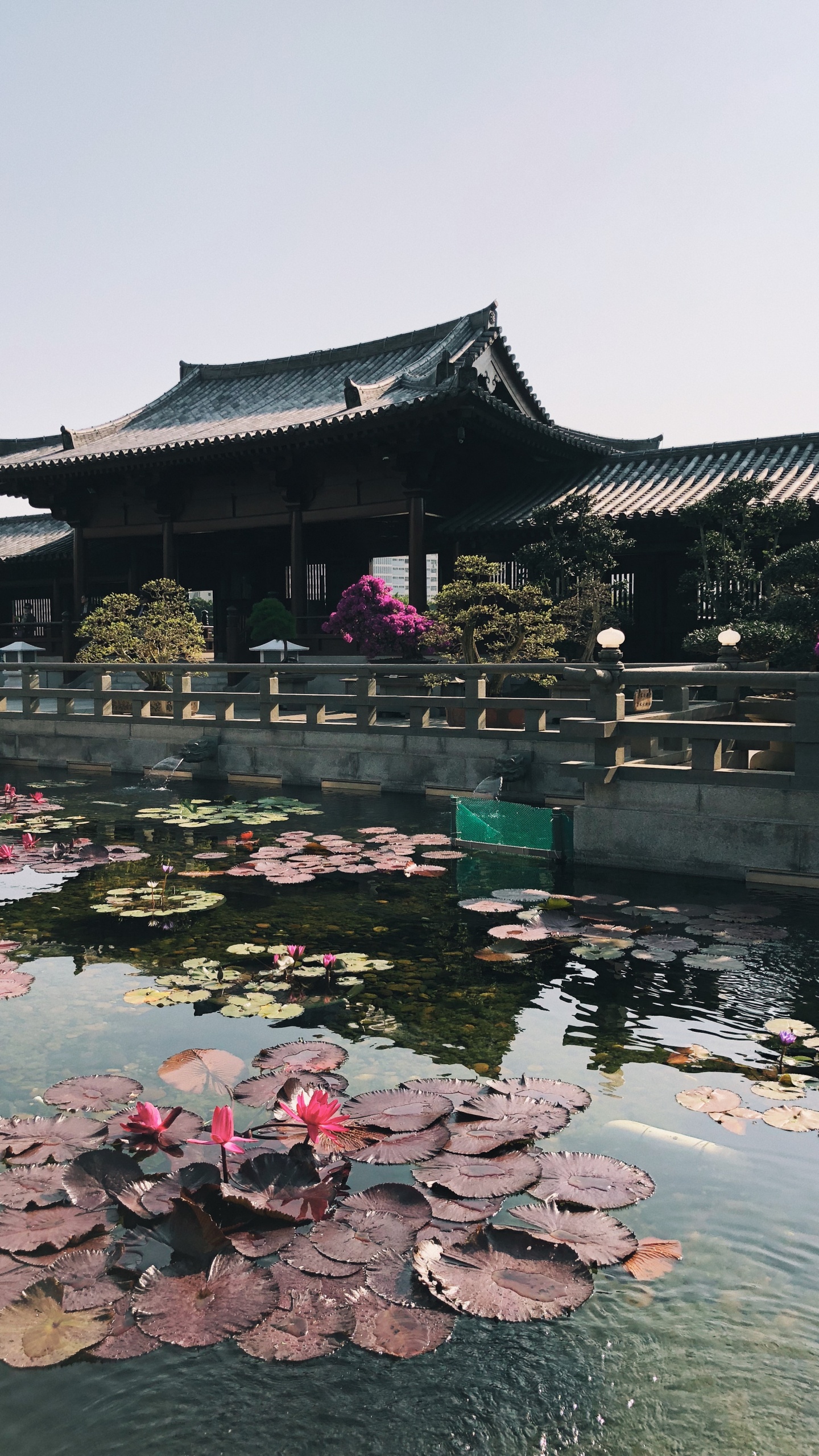 Обои отражение, туризм, вода, достопримечательность, водоем в разрешении 1440x2560