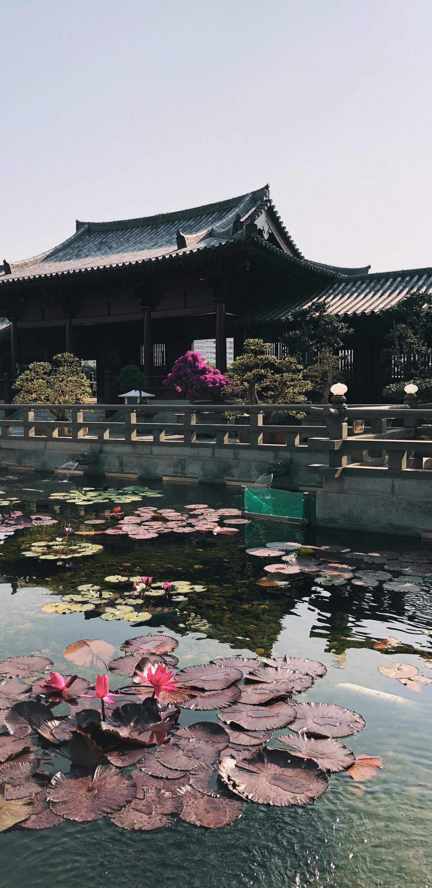 Обои отражение, туризм, вода, достопримечательность, водоем в разрешении 1440x2960