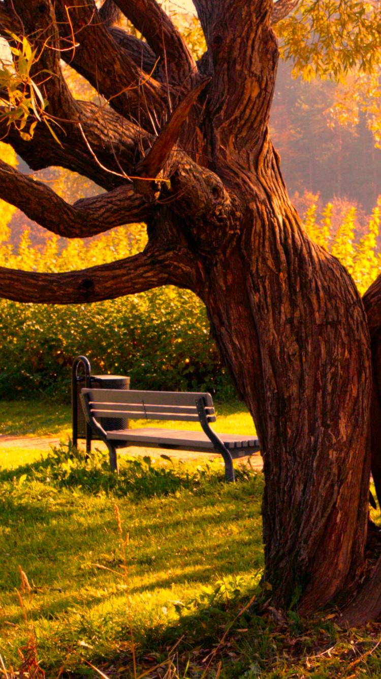 Обои природа, дерево, ветвь, древесные растения, солнечный свет в разрешении 750x1334