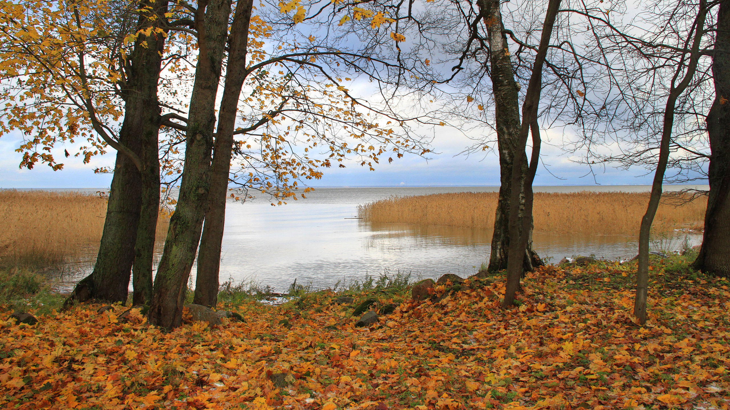 Обои осень, дерево, лист, вода, природный заповедник в разрешении 2560x1440