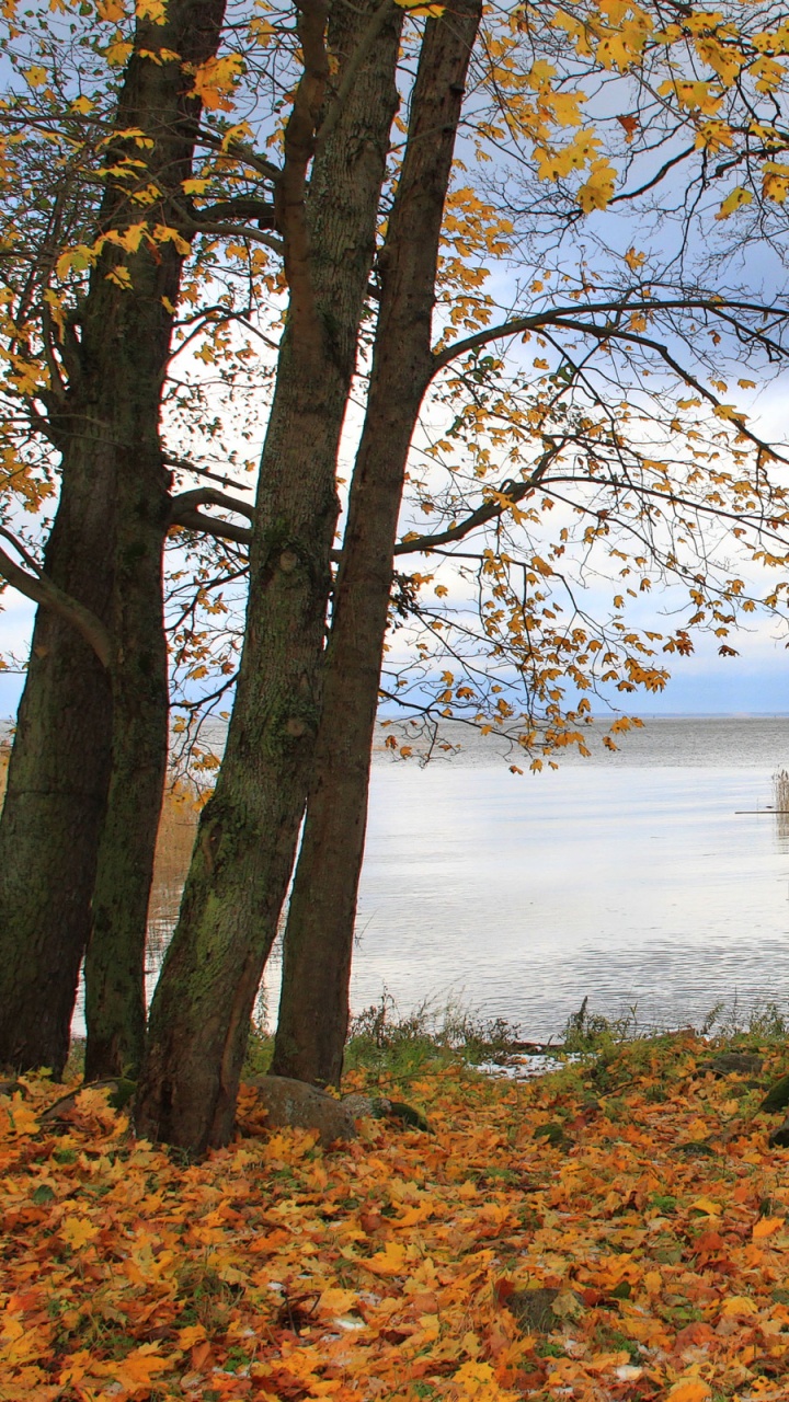 Обои осень, дерево, лист, вода, природный заповедник в разрешении 720x1280