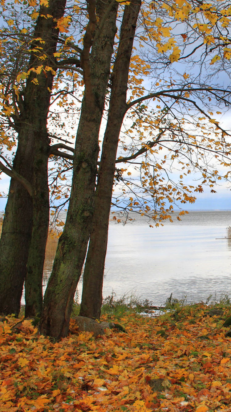Обои осень, дерево, лист, вода, природный заповедник в разрешении 750x1334
