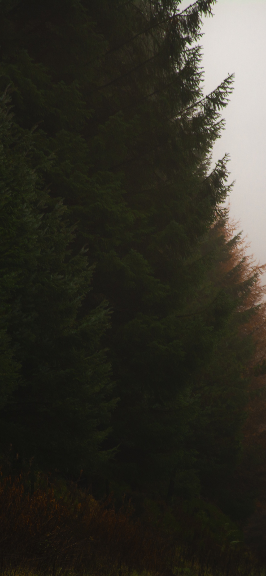 Обои хвойный лес, темнота, природа, дерево, дымка в разрешении 1125x2436