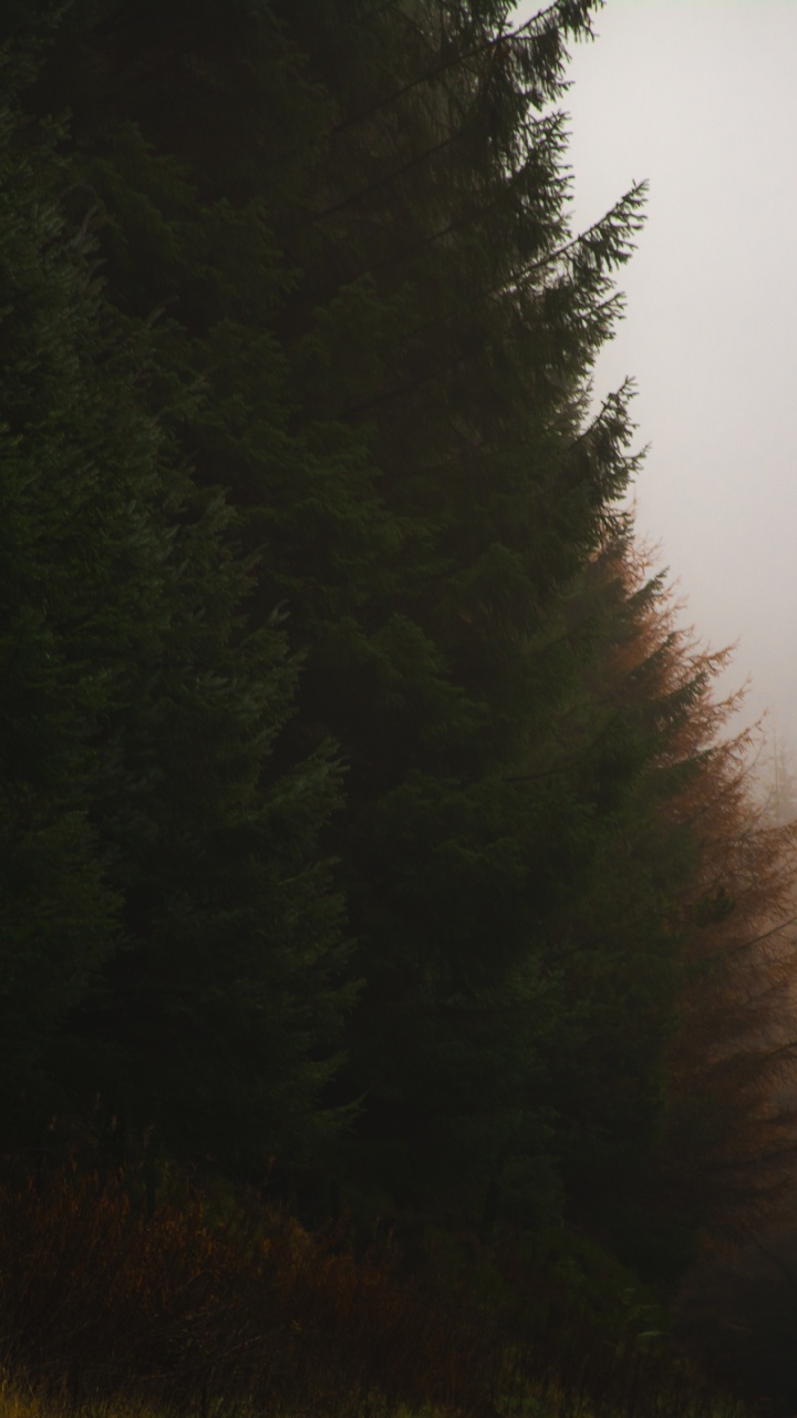 Обои хвойный лес, темнота, природа, дерево, дымка в разрешении 720x1280