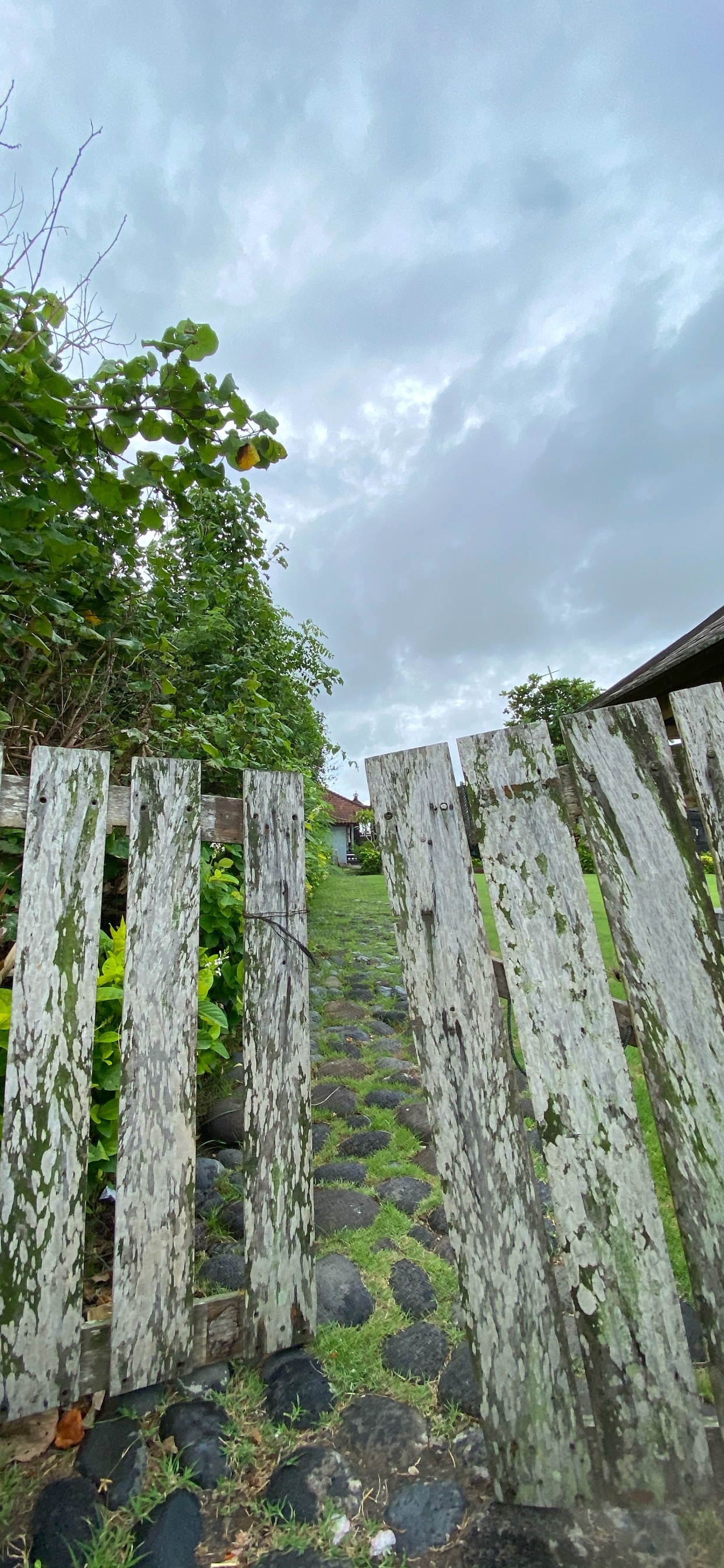 Обои стена, сельский район, почвопокровная, плантация, номера сосудистых растений в разрешении 1242x2688