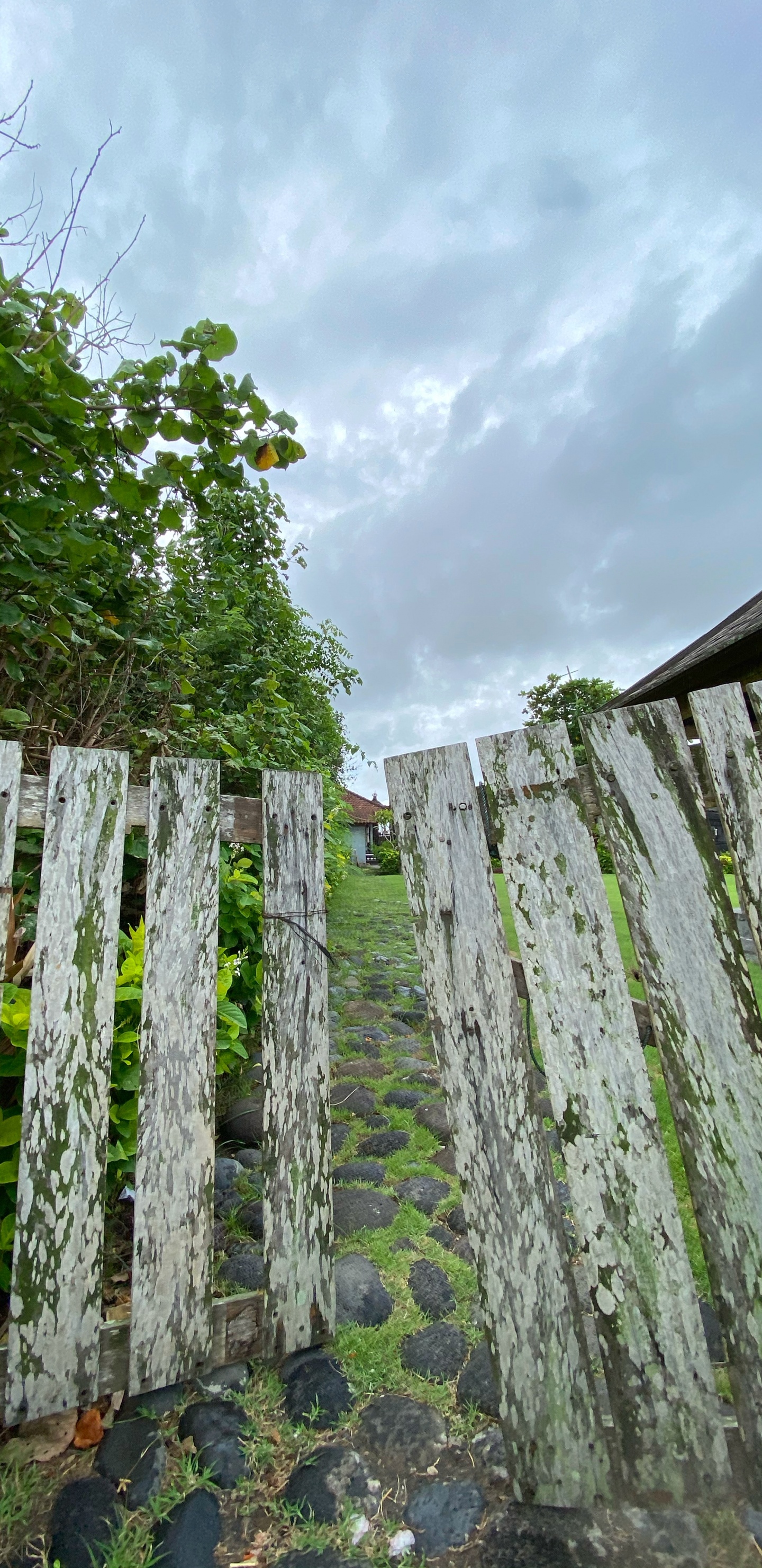 Обои стена, сельский район, почвопокровная, плантация, номера сосудистых растений в разрешении 1440x2960