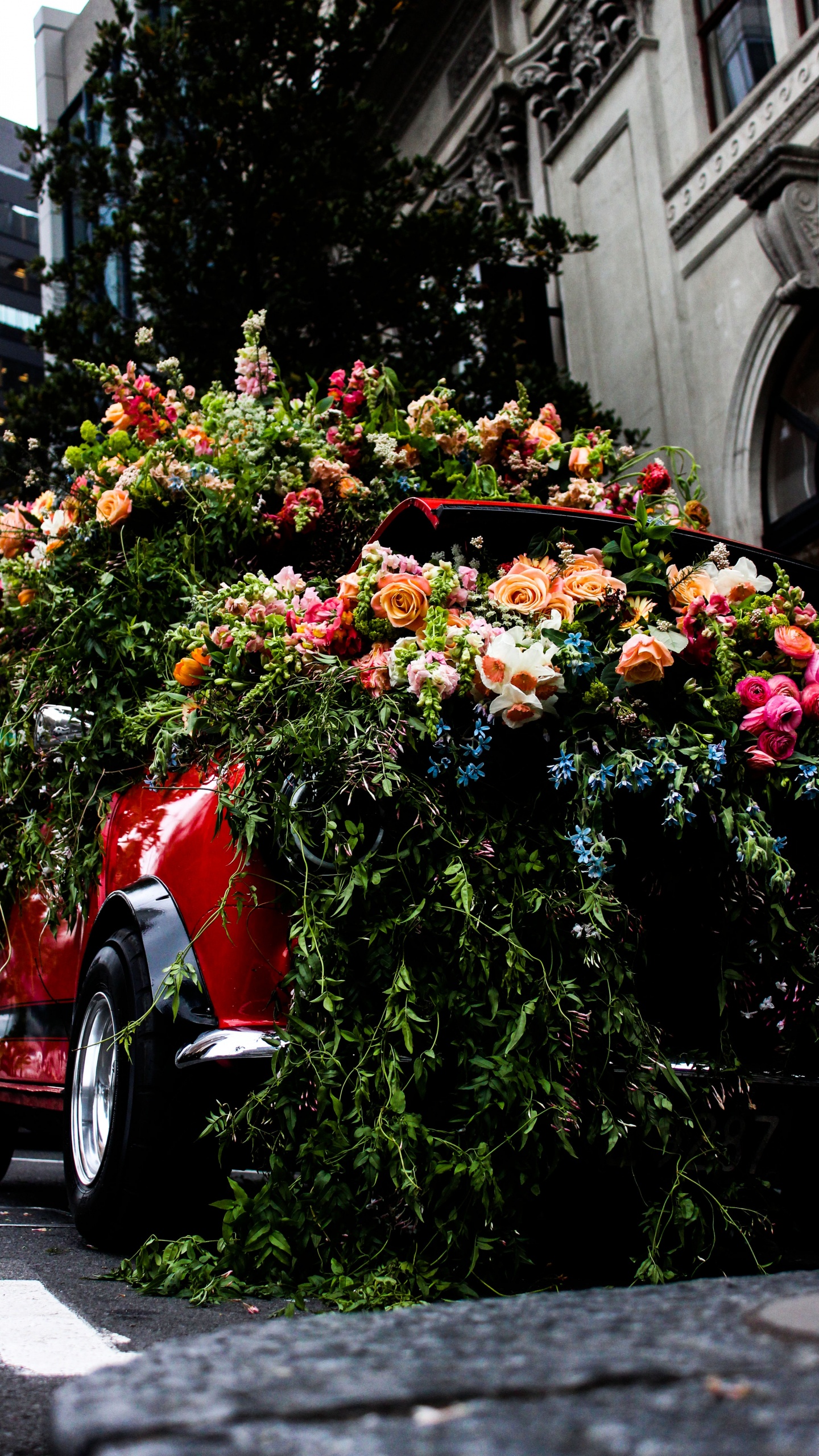 Обои цветок, срезанные цветы, цветочный дизайн, Роза, растение в разрешении 1440x2560