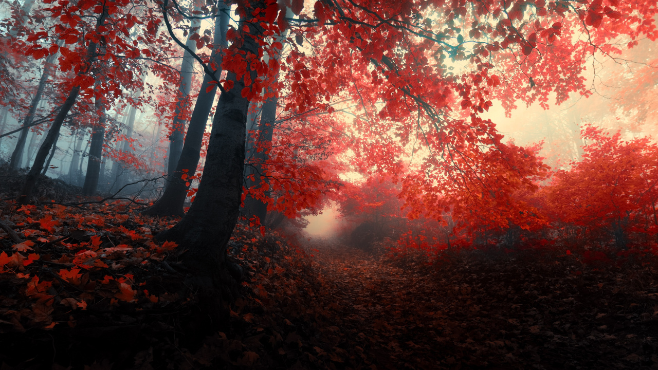 Обои осенний лес, дерево, природа, красный цвет, лист в разрешении 1280x720