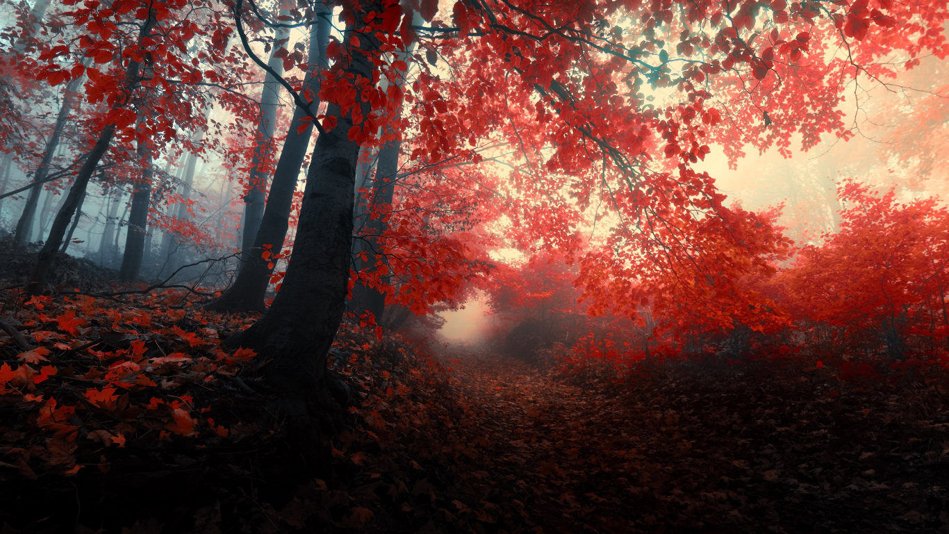 Обои осенний лес, дерево, природа, красный цвет, лист в разрешении 1366x768