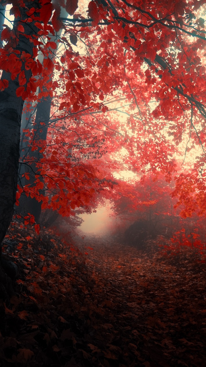 Обои осенний лес, дерево, природа, красный цвет, лист в разрешении 720x1280