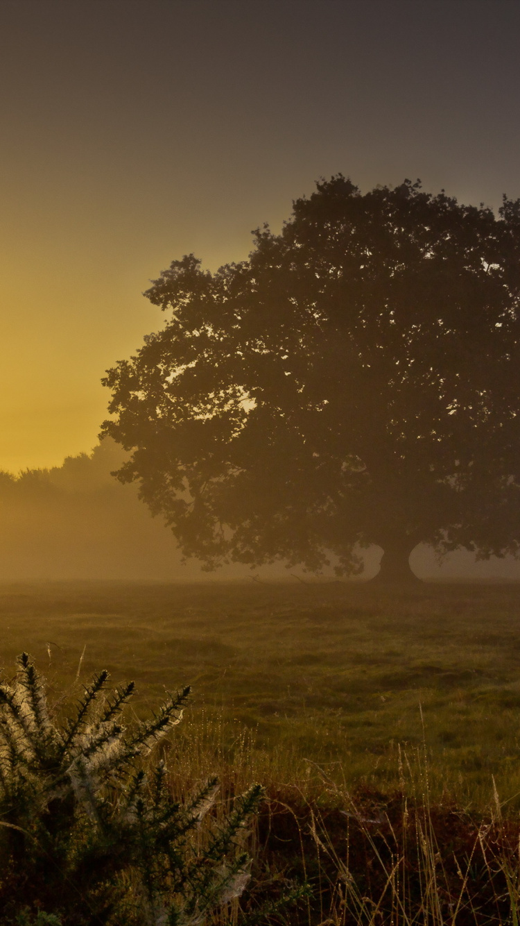 Обои восход солнца, закат, рассвет, природа, утро в разрешении 750x1334