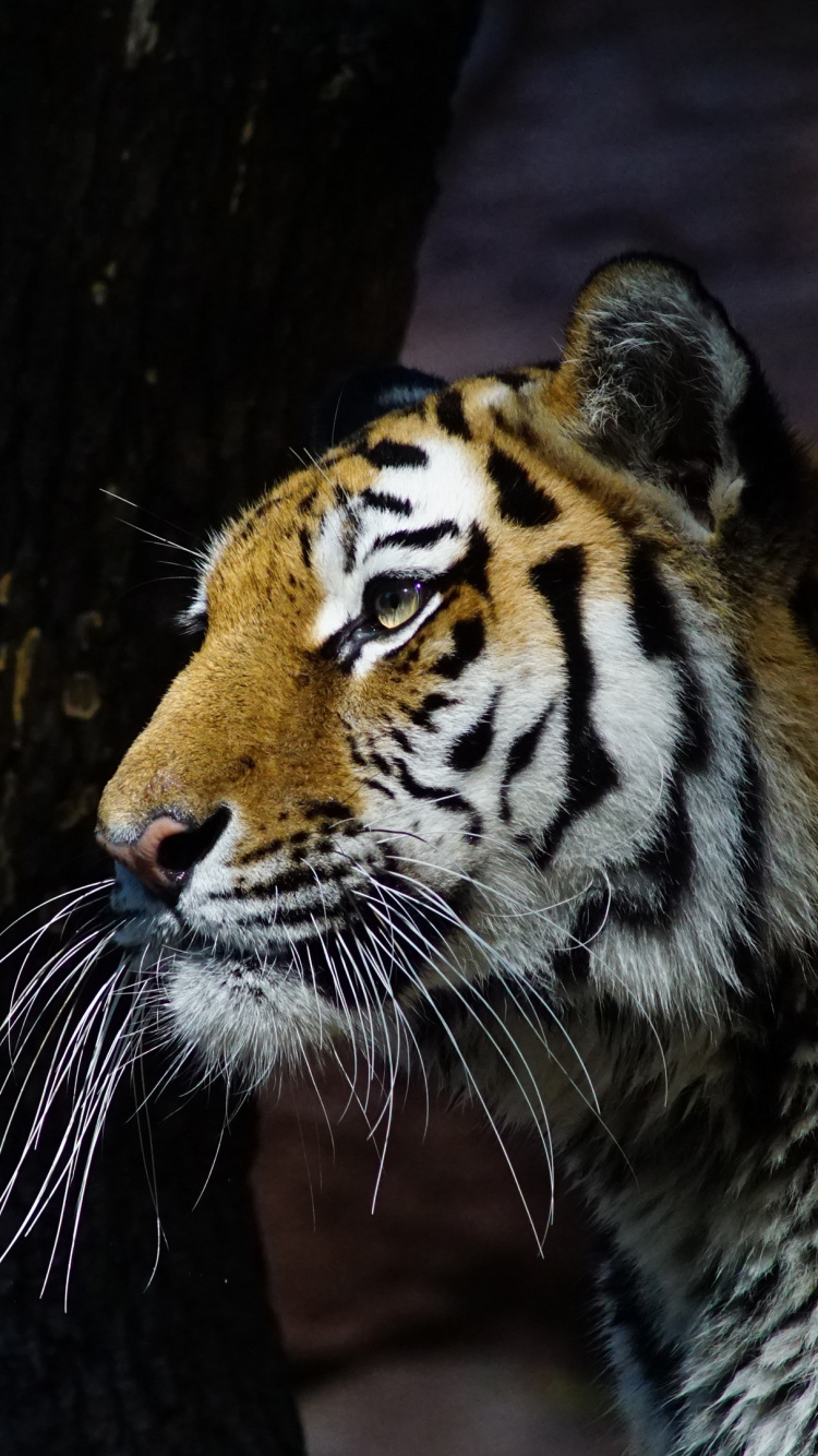 Обои тигр, кошачьих, живая природа, бенгальский тигр, бакенбарды в разрешении 750x1334