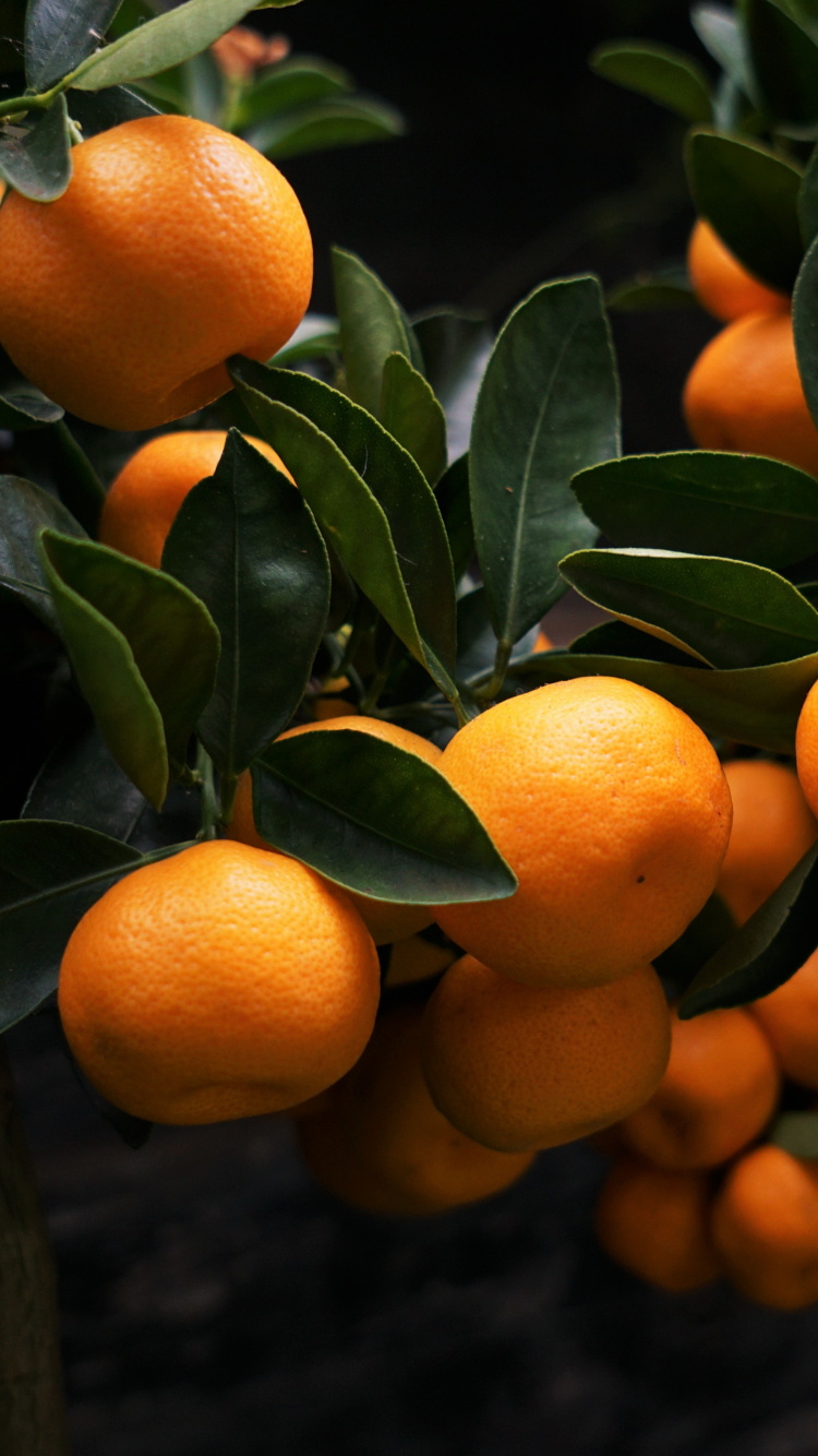 Обои Апельсин, фруктовое дерево, цитрус, Рангпур, мандарин в разрешении 750x1334