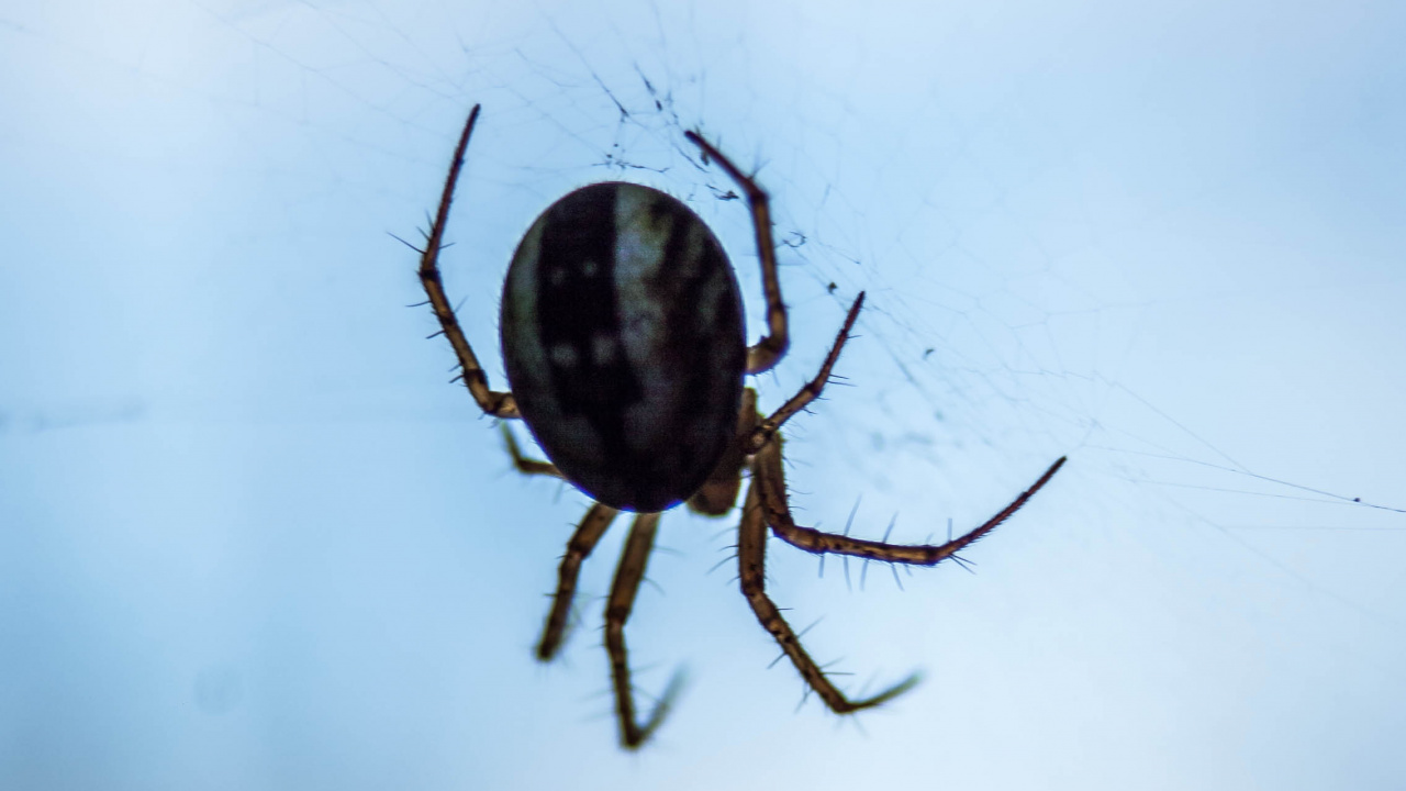 Обои паутина, паук, европейский садовый паук, беспозвоночных, насекомое в разрешении 1280x720