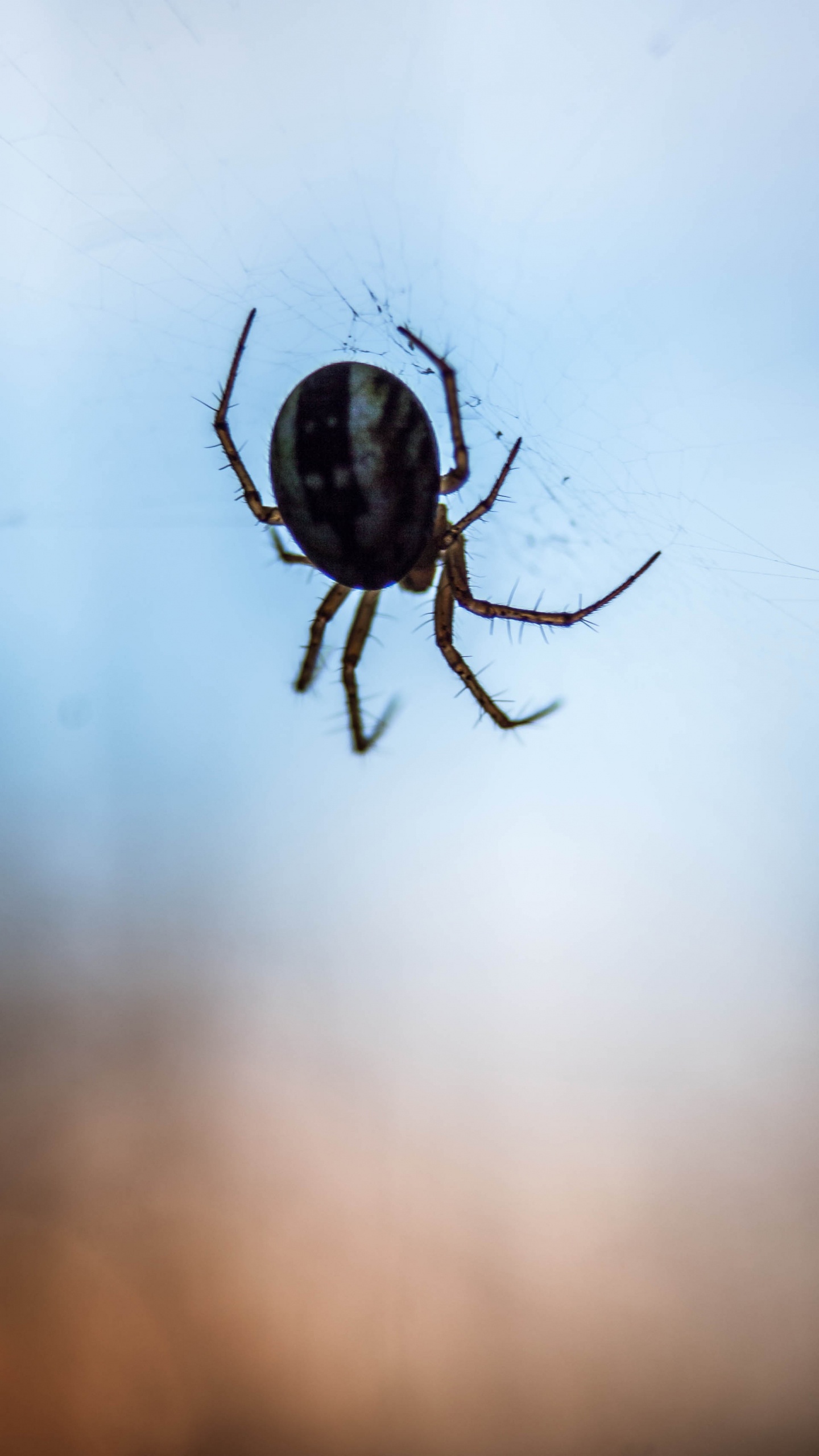 Обои паутина, паук, европейский садовый паук, беспозвоночных, насекомое в разрешении 1440x2560