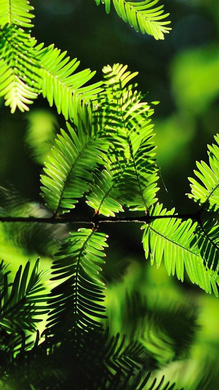 Обои лист, дерево, ветвь, папоротник, растительность в разрешении 750x1334