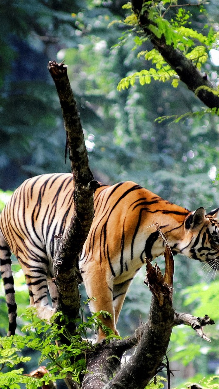 Обои бенгальский тигр, джунгли, тигр, живая природа, наземные животные в разрешении 720x1280