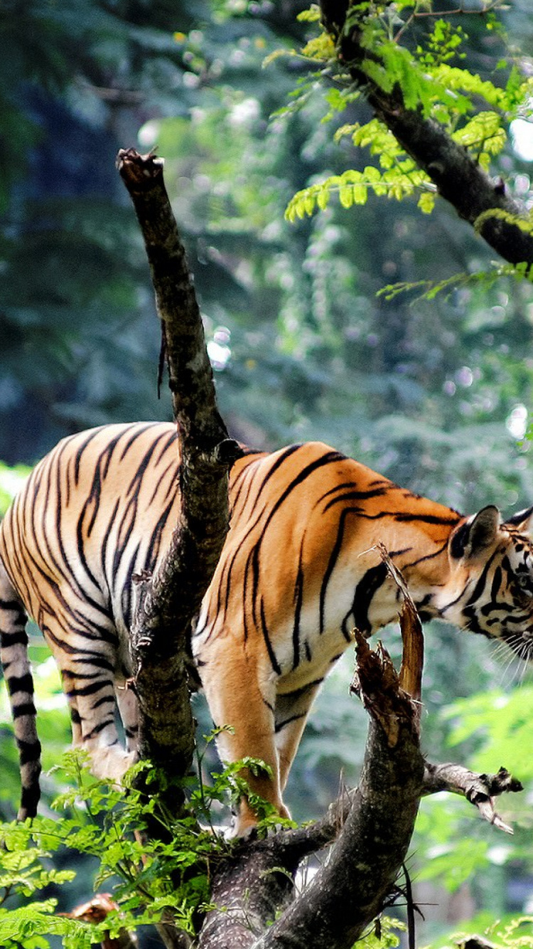 Обои бенгальский тигр, джунгли, тигр, живая природа, наземные животные в разрешении 750x1334