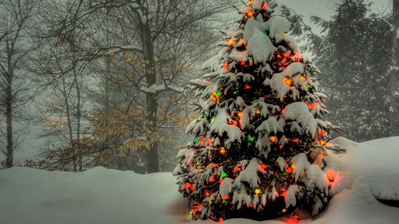 Обои елка, Рождественский день, дерево, зима, Рождество в разрешении 1280x720