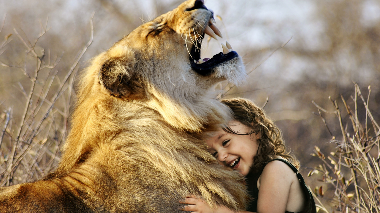 Обои Лев, рев, тигр, большая кошка, живая природа в разрешении 1280x720