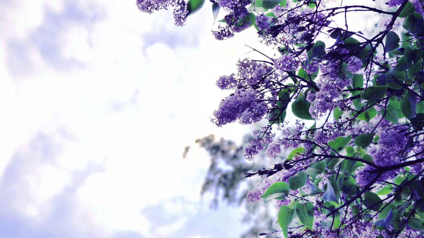 Обои цветок, сирень, дерево, пурпур, ветвь в разрешении 1366x768