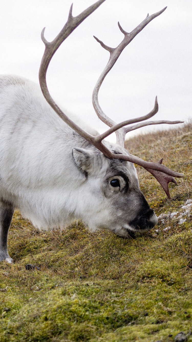 Обои олень, Северный олень, живая природа, тундра, рог в разрешении 750x1334