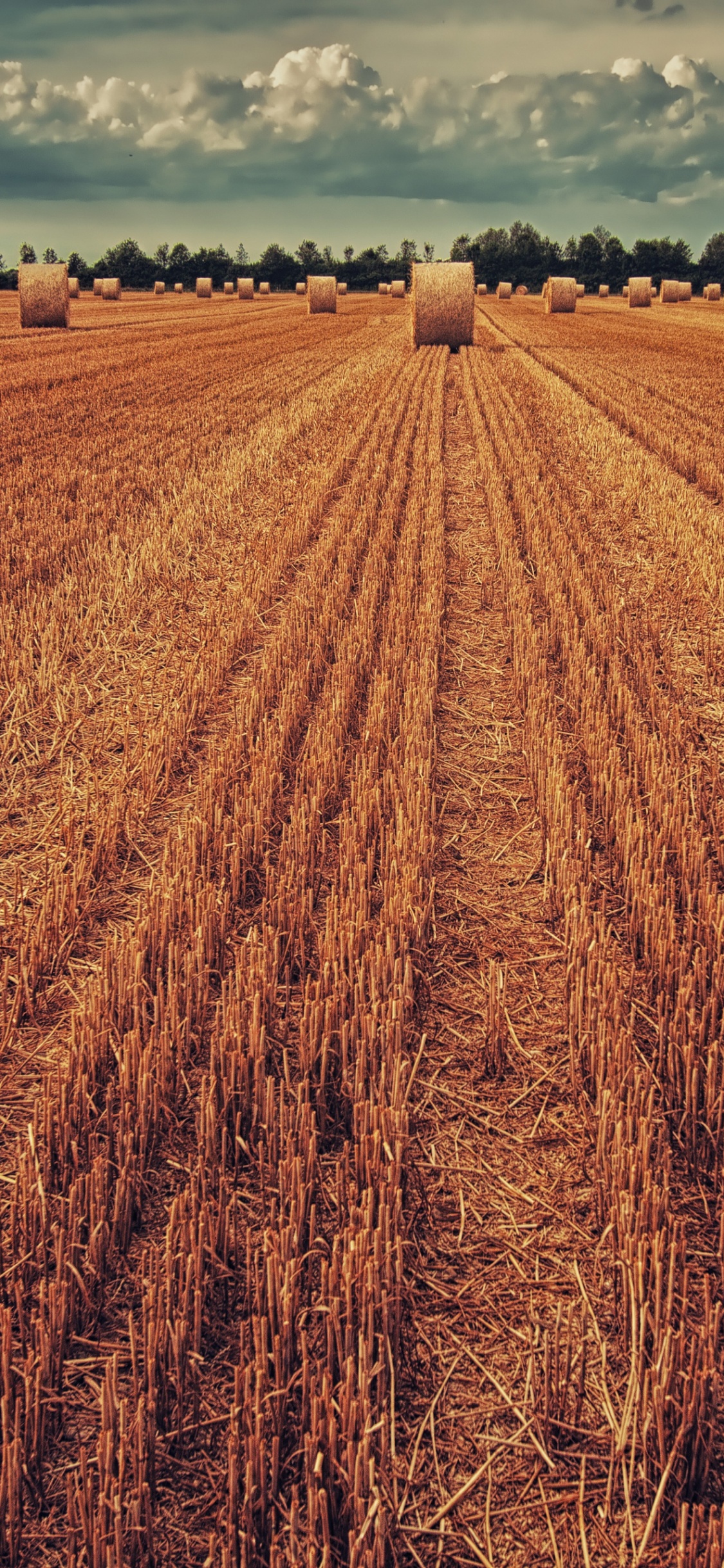 Обои урожай, сельское хозяйство, домашний скот, растение, облако в разрешении 1125x2436