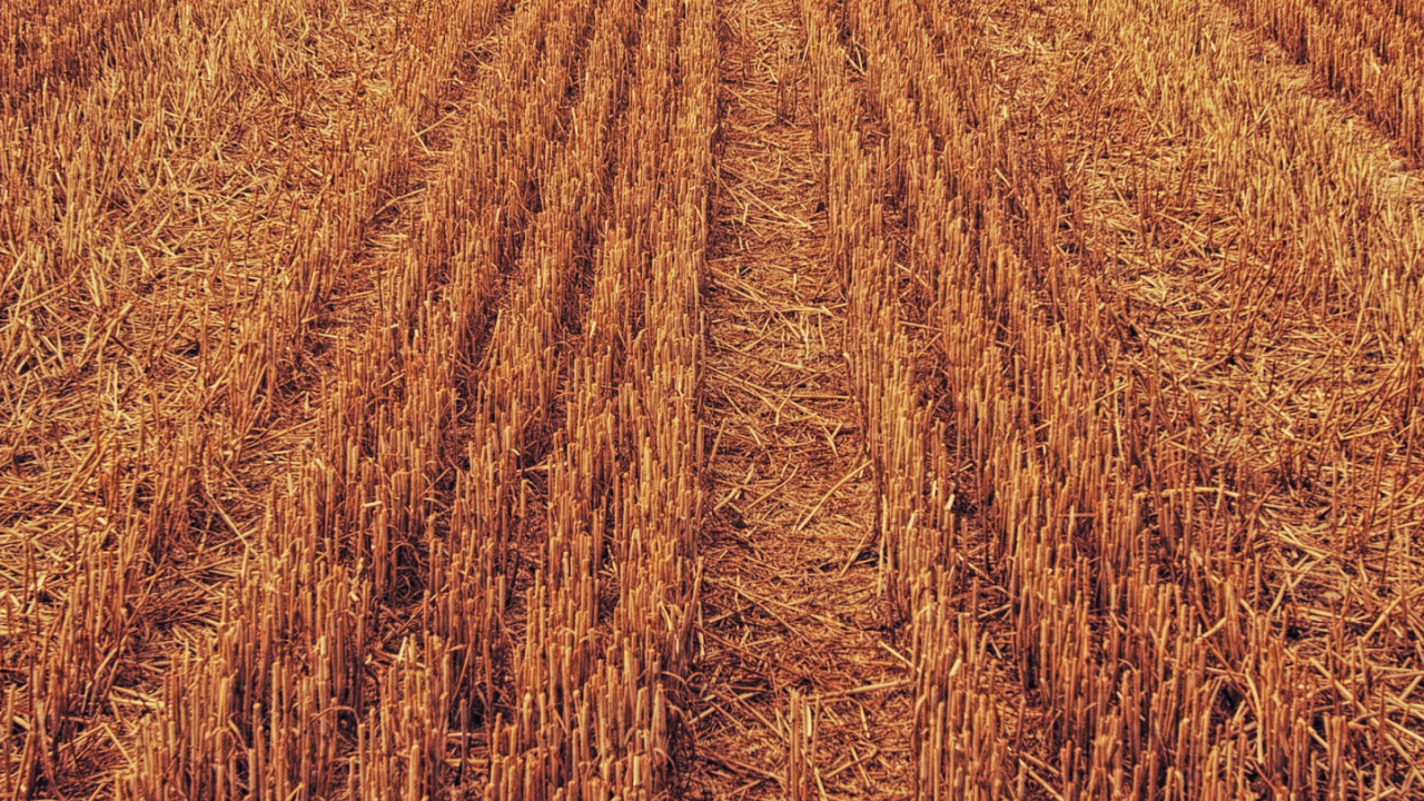 Обои урожай, сельское хозяйство, домашний скот, растение, облако в разрешении 1280x720